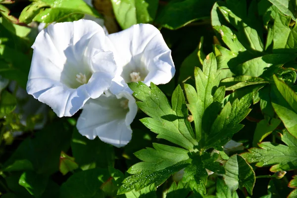 Όμορφα Λευκά Φυτά Αναπτύσσονται Στην Αυλή Του Σπιτιού — Φωτογραφία Αρχείου