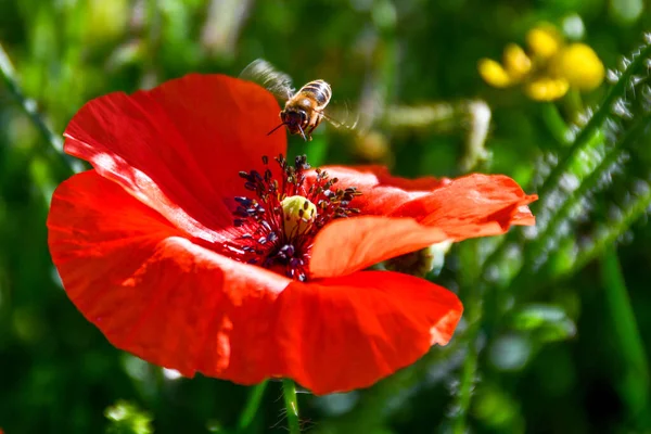 Bees fly on poppy flowers and pollinate them