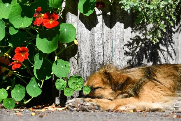 dog resting in the sun in the courtyard of the house