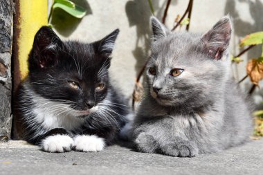 Sevimli küçük kedicikler bahçede uzanır ve güneşin tadını çıkarırlar.