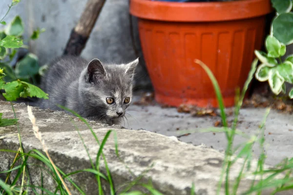 Charmantes Kleines Flauschiges Kätzchen Spielt Hof Eines Dorfhauses — Stockfoto