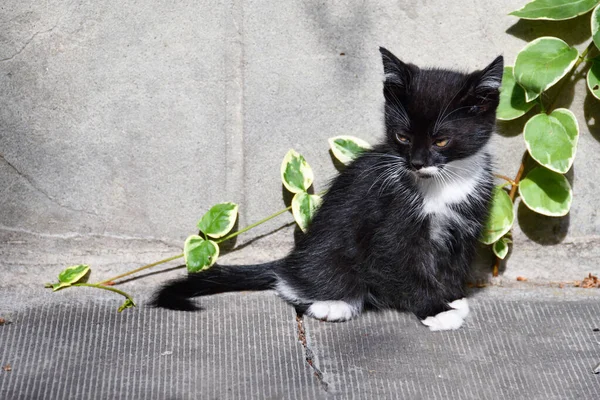 Charmoso Gatinho Fofo Brinca Quintal Uma Casa Aldeia — Fotografia de Stock