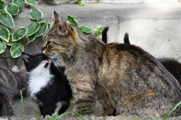 Gattino Mostrando Amore Madre Gatto — Foto Stock