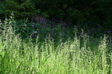 Dağlardaki bir düzlükte yetişen çimenler ve çiçekler.
