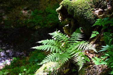 eğrelti otları bir dağ yamacında yetişir
