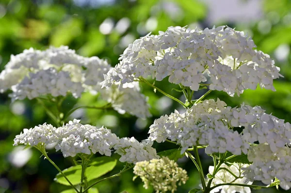 bushes of white flowers in the home garden