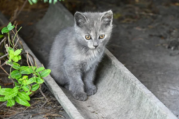      Küçük gri kedi bahçede oturuyor.