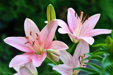 Evin yakınındaki bahçede pembe zambaklar.