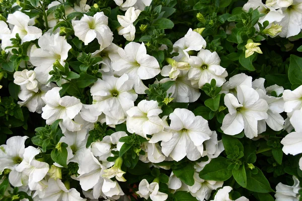 Λευκά Λουλούδια Στον Κήπο Κοντά Στο Σπίτι — Φωτογραφία Αρχείου