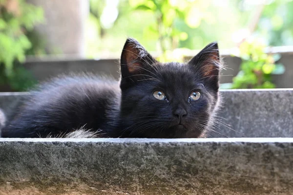 Small Fluffy Kitten Lies Pipe Courtyard House —  Fotos de Stock