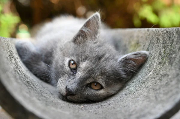 Küçük tüylü bir kedi yavrusu evin avlusunda bir borunun içinde yatıyor.