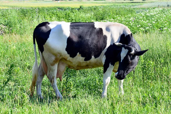 Vaca Manchada Pastando Prado — Foto de Stock