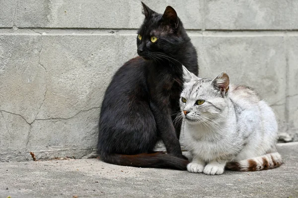 Schöne Katzen Sitzen Hof Des Hauses — Stockfoto