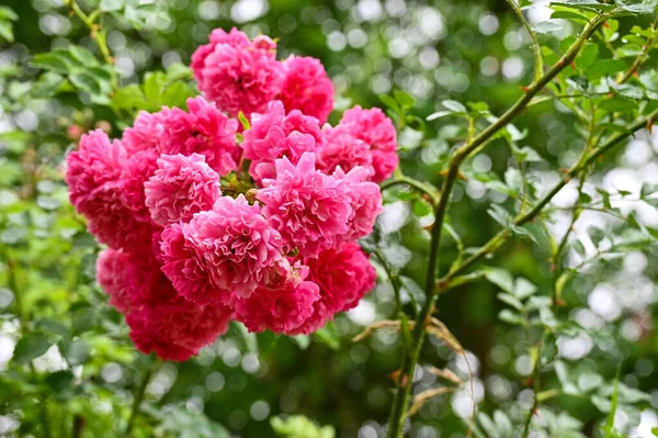 Cespuglio Rose Nel Giardino Casa Dopo Pioggia — Foto Stock
