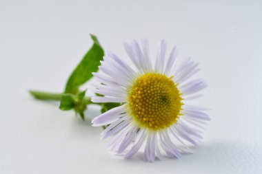 Papatya çiçeği yakından çekildi