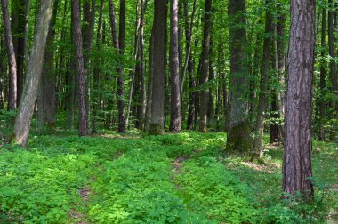Köyün yakınındaki ormanda çimenli bir yol. 