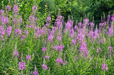 Evin bahçesinde mor bitkiler var. 