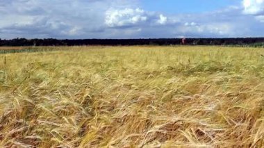 Evin yanındaki tarlada buğday var.
