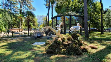 Şehir parkındaki güzel pelikanlar 