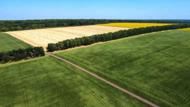 Tarım tarlalarındaki kolza tohumu ürünlerinin en üst görünümü 