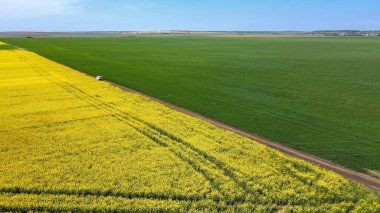 Tarım tarlalarındaki kolza tohumu ürünlerinin en üst görünümü 