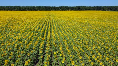 Tarım alanlarındaki ayçiçeği ekinlerinin en üst görünümü