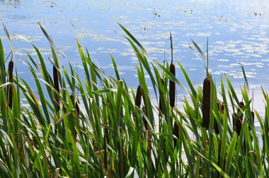 reeds on the shore of the pond on a sunny day