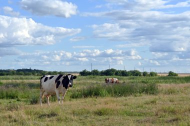 İnekler güneşli bir günde çayırda otlar. 