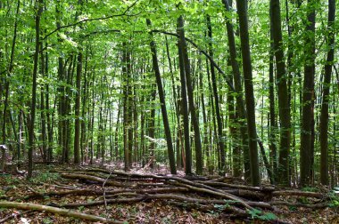 Vahşi ormanda çalı çırpı yığını 