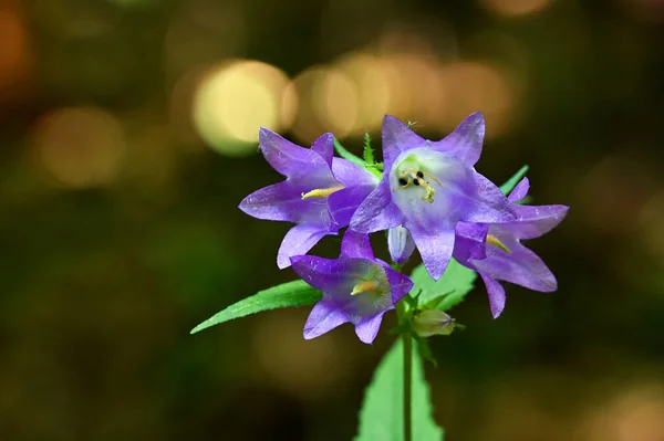 Blauglockenblumen Wilden Wald — Stockfoto