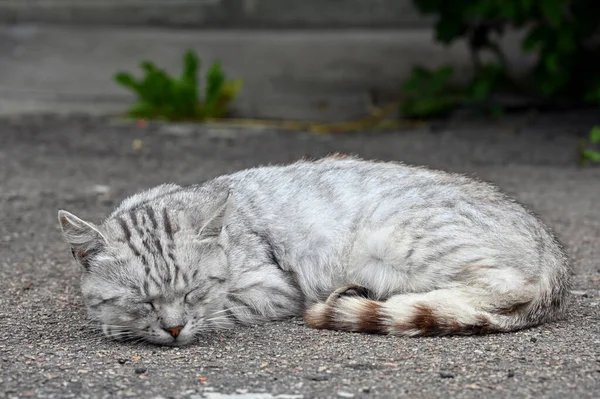 Afternoon Nap Yard Cat — Foto Stock