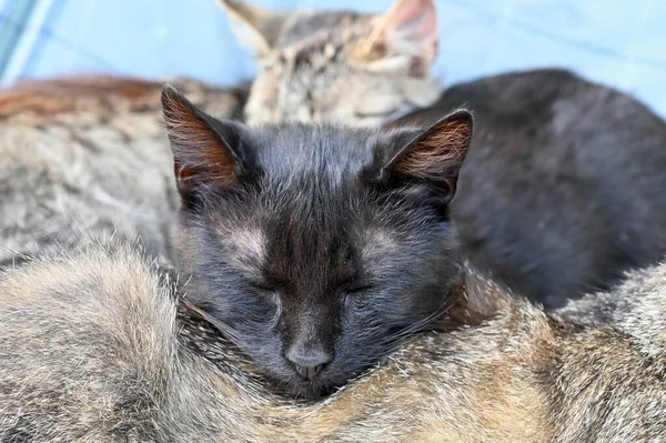 Afternoon Nap Yard Cat — Foto Stock