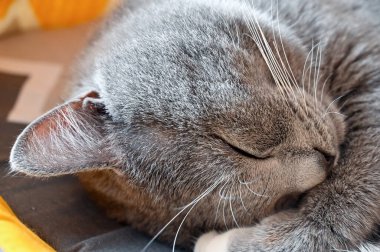 Bir bahçe kedisinin öğle uykusu 