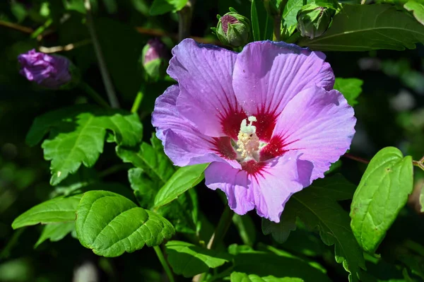 Purple Flower Garden Photographed Close — Φωτογραφία Αρχείου