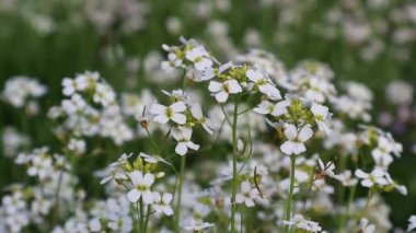Beyaz kır çiçekleri rüzgarda sallanıyor