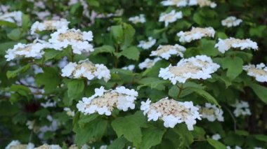 Beyaz kır çiçekleri rüzgarda sallanıyor