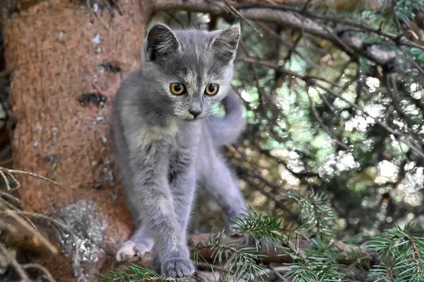 a beautiful kitten climbs a tree in the courtyard of the house