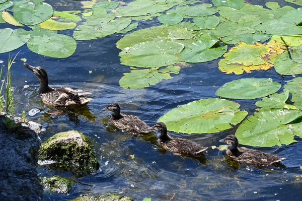 Duck and ducklings swim on a picturesque lake