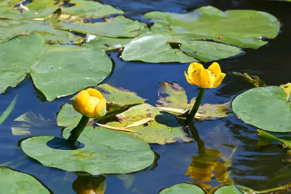 Yellow Water Lilies Picturesque Lake — ストック写真