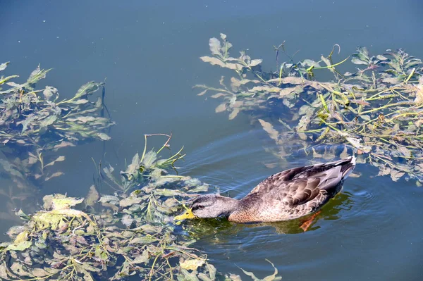 Duck Looking Food Picturesque Lake — Fotografia de Stock