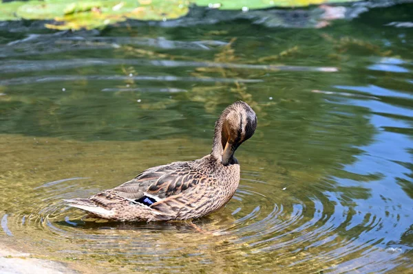 Duck Cleans Feathers Shore Picturesque Lake — Fotografia de Stock