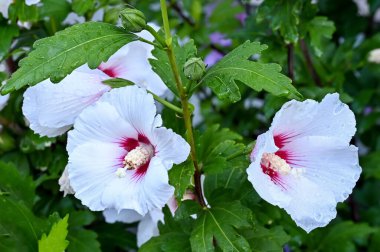 Beyaz amber çiçekleri evin yakınındaki bahçede yağmurdan sonra. 