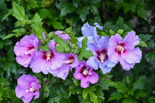 pink hibiscus flowers after rain in the garden near the house