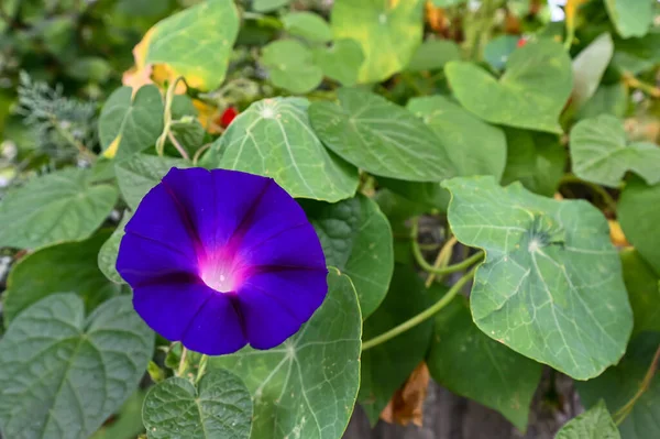 Purple Flower Grows Garden Yard House — Stockfoto