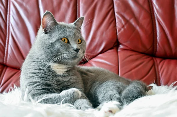 Beautiful Fluffy Cat Home Posing Photographer — Stock Photo, Image