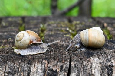 Two snails in the garden in the courtyard of the house 