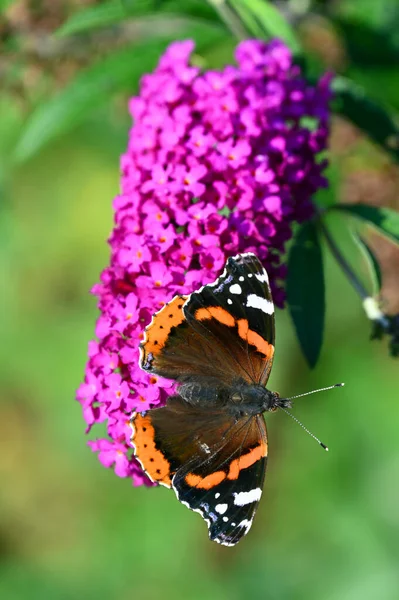 Butterfly Sits Flower Garden Courtyard House — Fotografia de Stock