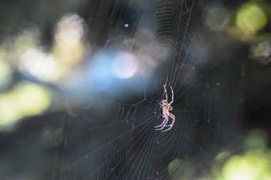 Spider in the center of the web waiting for prey 