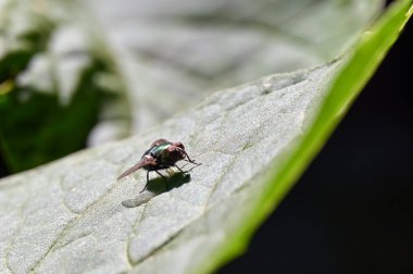 A fly sits on a leaf and plays in the sun 