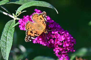 Butterfly sits on a flower in the garden in the courtyard of the house 
